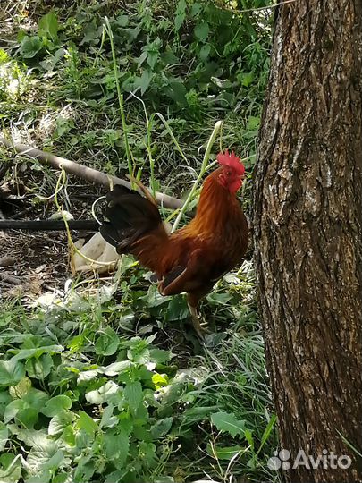 Декоративные петушки