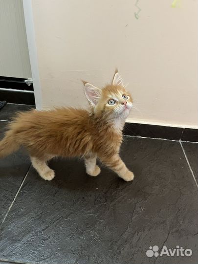 Мейн-кун девочки