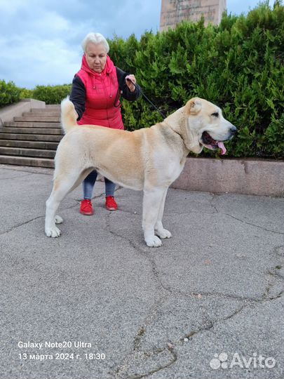 Щенки среднеазиатской овчарки