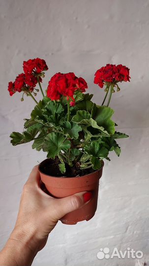 Пеларгония розебудная