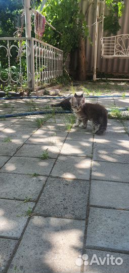 Кошка в дар бесплатно