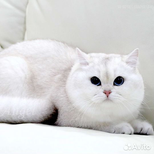 Котик ищет невесту
