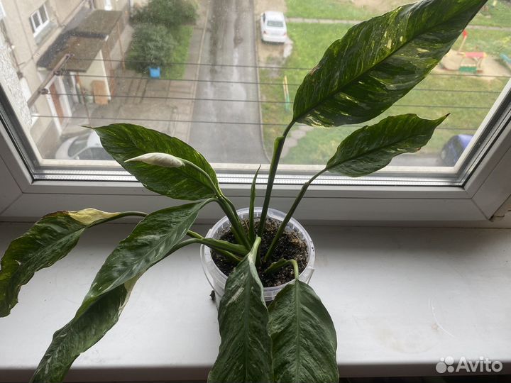 Спатифиллум домино