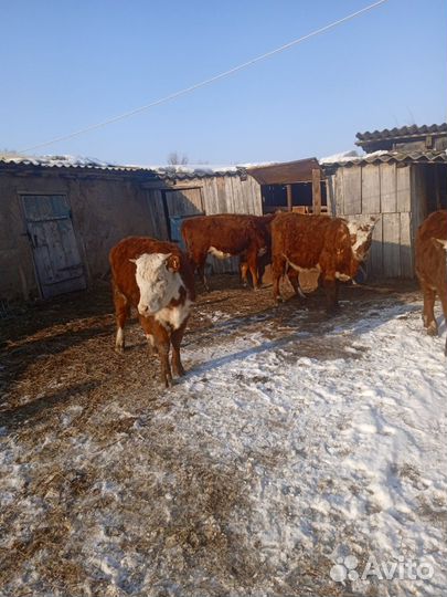 Продам Бычков тёлок