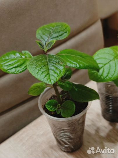 Плектрантус ароматный