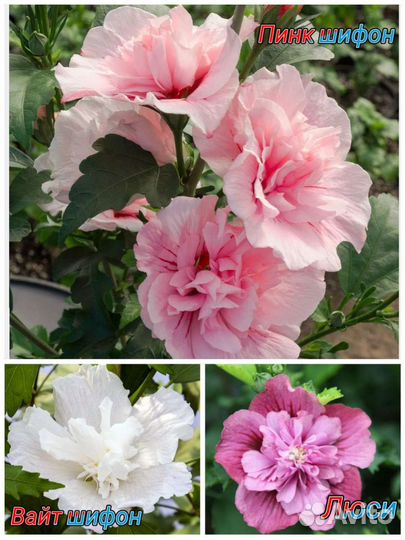 Гибискус сирийский трехцветный зкс