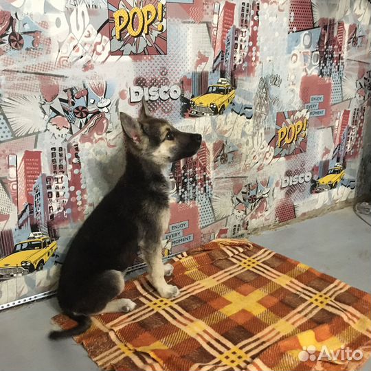 Щенок в дар