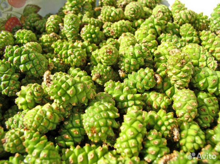 Сосновая шишка зеленая