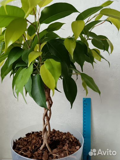 Фикус заплетенный