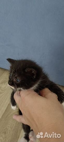 Котята метисы