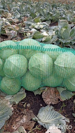 Продукты питания