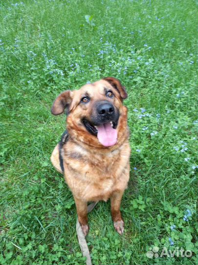 Добряк Бой в поисках дома