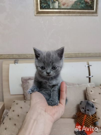 Кошечка Британец