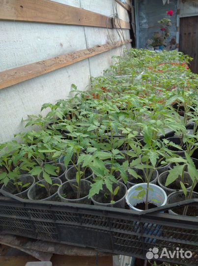 Рассада помидор