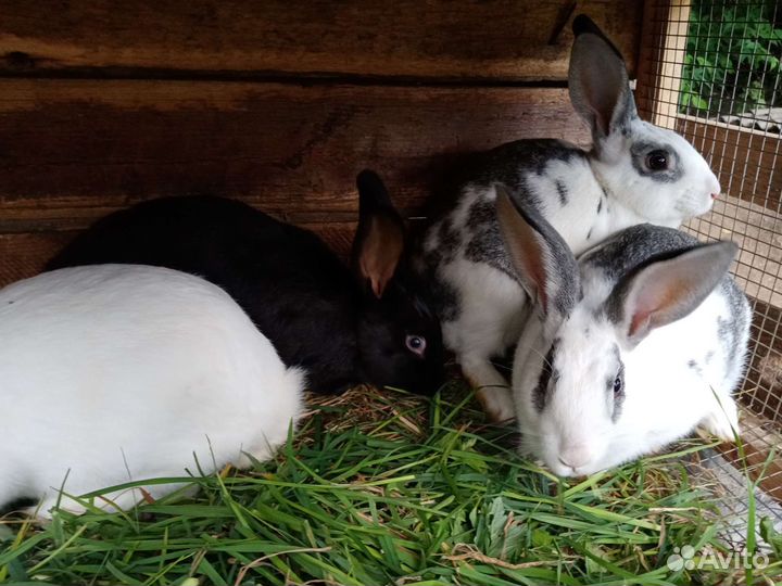 Кролики самки