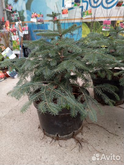 Саженцы Пихты в горшках