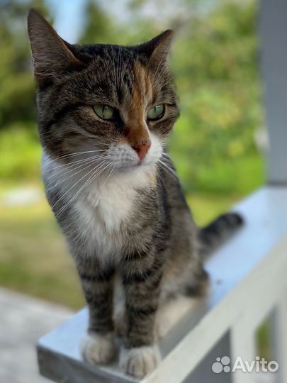 Кошка домашняя Луша