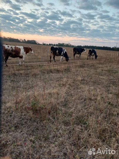 Корову, первотелку