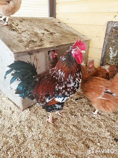 Петухи породных кур