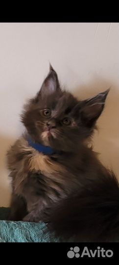 Котята мейн-кун