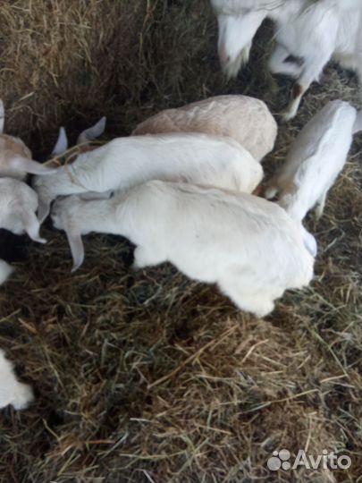 Продам козла 1,2 года и козлят,козочек 2 месяца