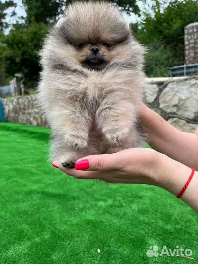 Померанский шпиц мальчик