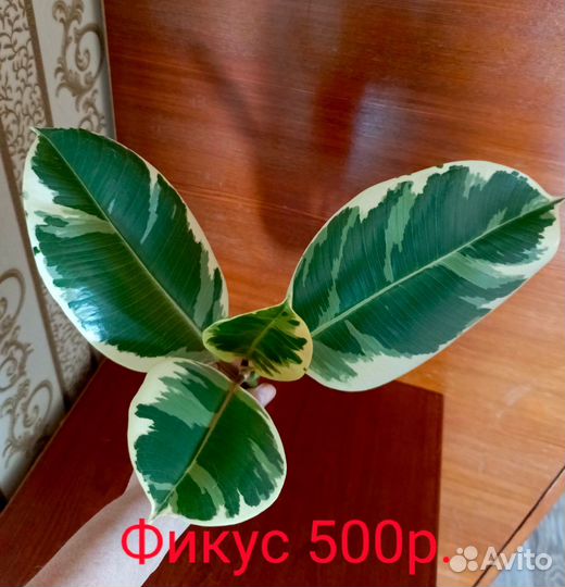 Черенки растений