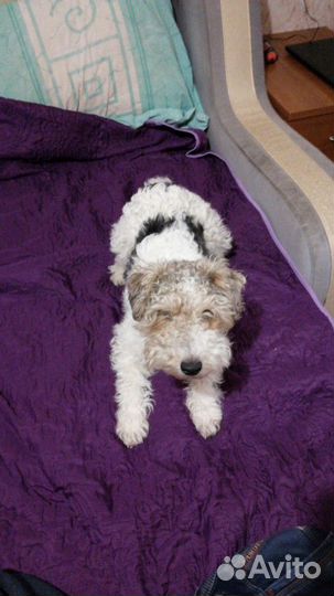 Жесткошерстный фокс ищет подругу