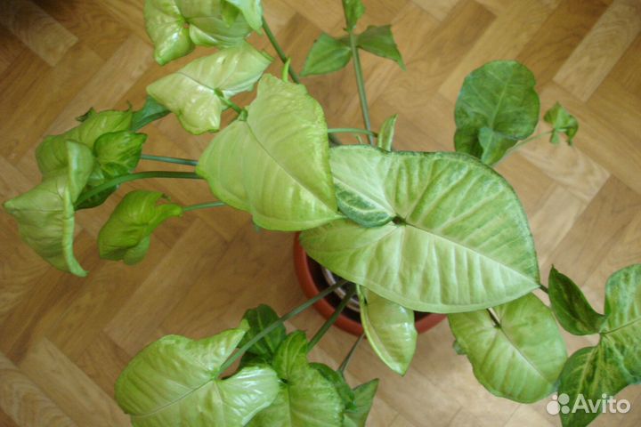 Спатифиллум, сингониум, сциндапсус пестролист