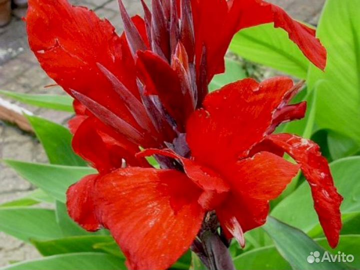 Канны Черри ред