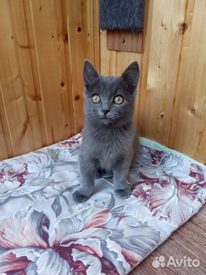 Котенок девочка