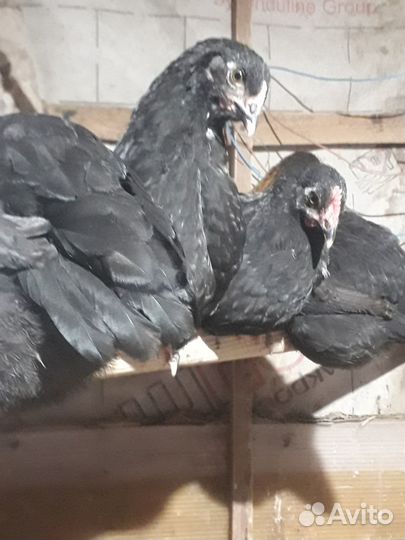 Цыплята несушки подрощенные