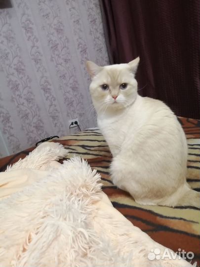 Кот в добрые руки бесплатно