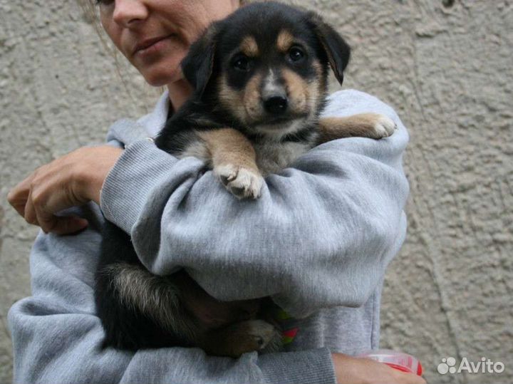 Щенок в добрые руки