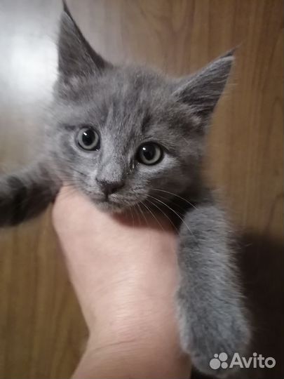 Котята мейн-кун