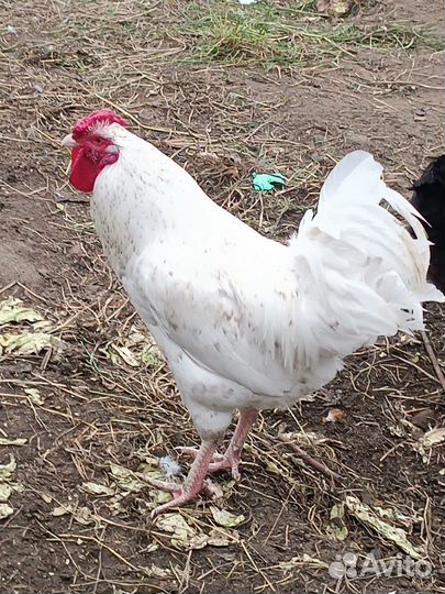 Молодые петухи в Архангельске