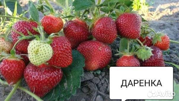 Рассада клубники