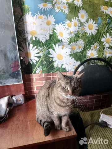 Включи кошку ладу
