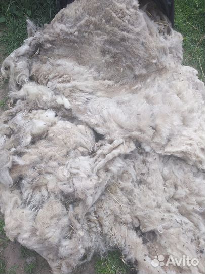 Шерсть овечья