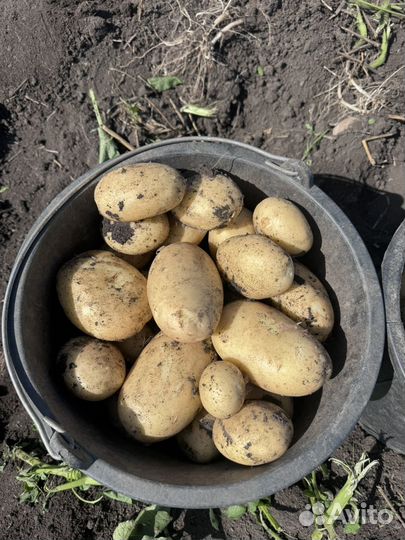 Картофель урожай 2024