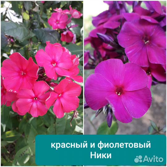 Флокс