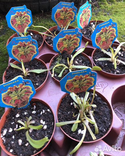 Дионея (Венерина Мухоловка)