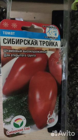 Рассада перец, томат, острый перец комнатный