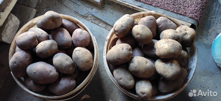 Продам картофель