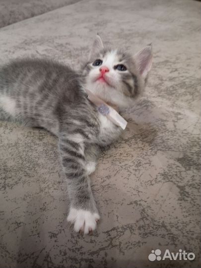 Кошки в добрые руки