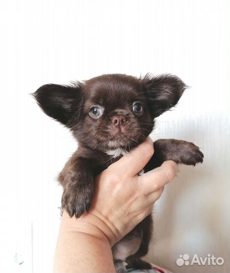 Девочки Чихуахуа