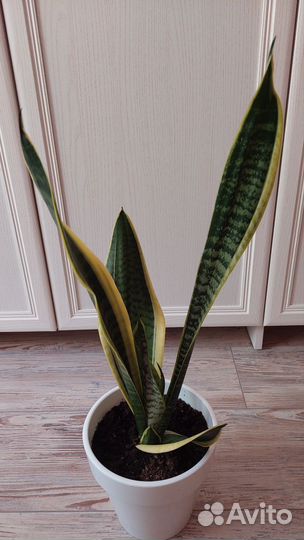 Сансевиерия
