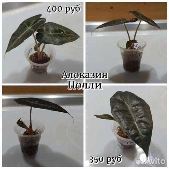 Детки алоказий