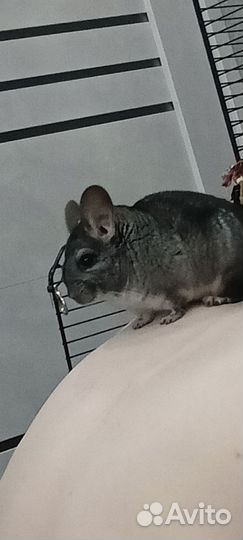Шиншилла