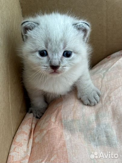 Шотладские котята